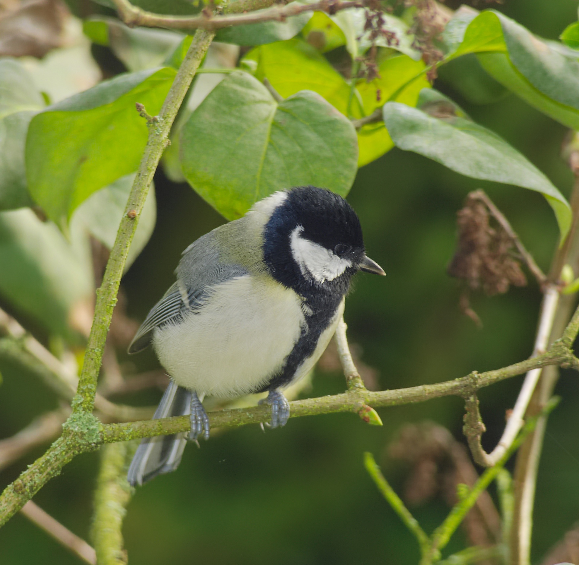 Great Tit (Parus major) · iNaturalist